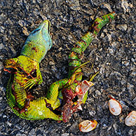 Western Green Lizard (Lacerta bilineata), roadkill female showing eggs, La Brenne, France